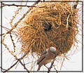 2012-02-20 12-24-31織巢鳥的鳥巢.JPG